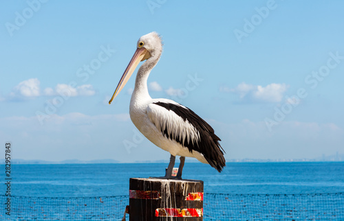 A Pelican on a Pole in the Water