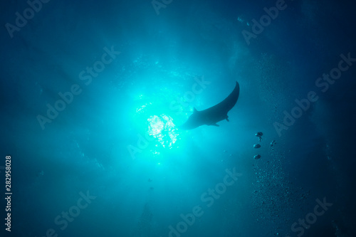Wild juvenile male manta ray swimming in clear blue water with large wing span © Orion Media Group