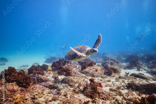 Green sea turtle underwater with scuba divers around © Orion Media Group