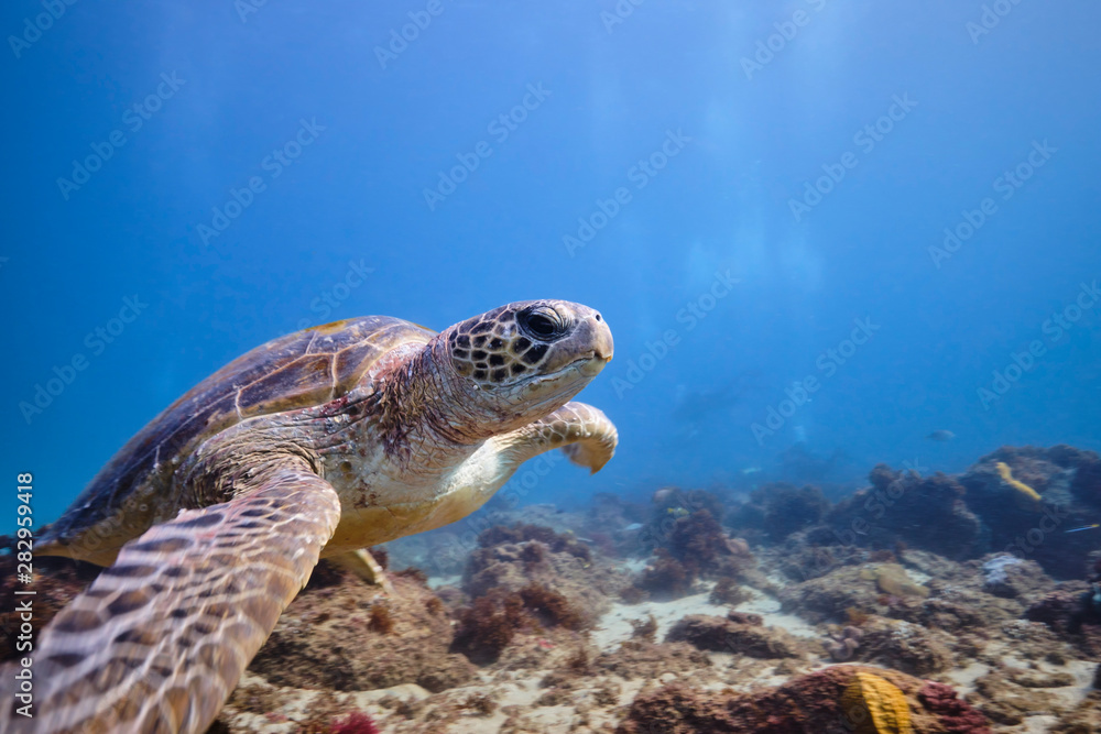Fototapeta premium Green sea turtle underwater with scuba divers around