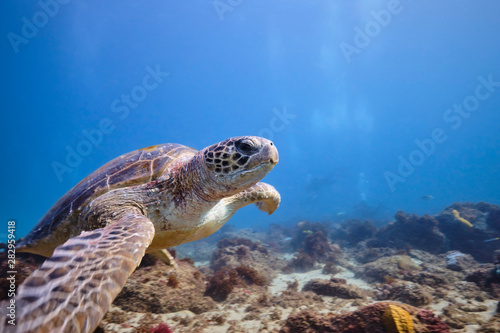 Green sea turtle underwater with scuba divers around