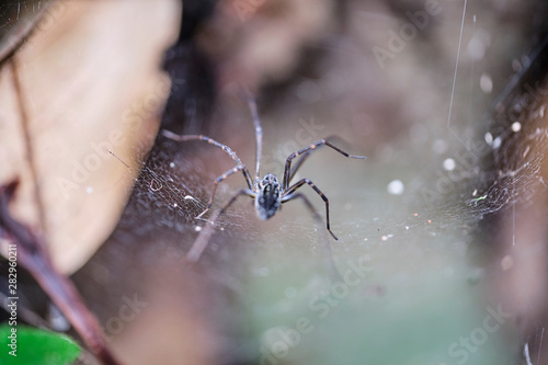Funnel web spider in national park australia © Orion Media Group