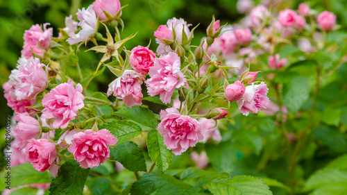 Beautiful pink roses in the garden. Blooming rosa flowers and leaves in natural background. Floral background.