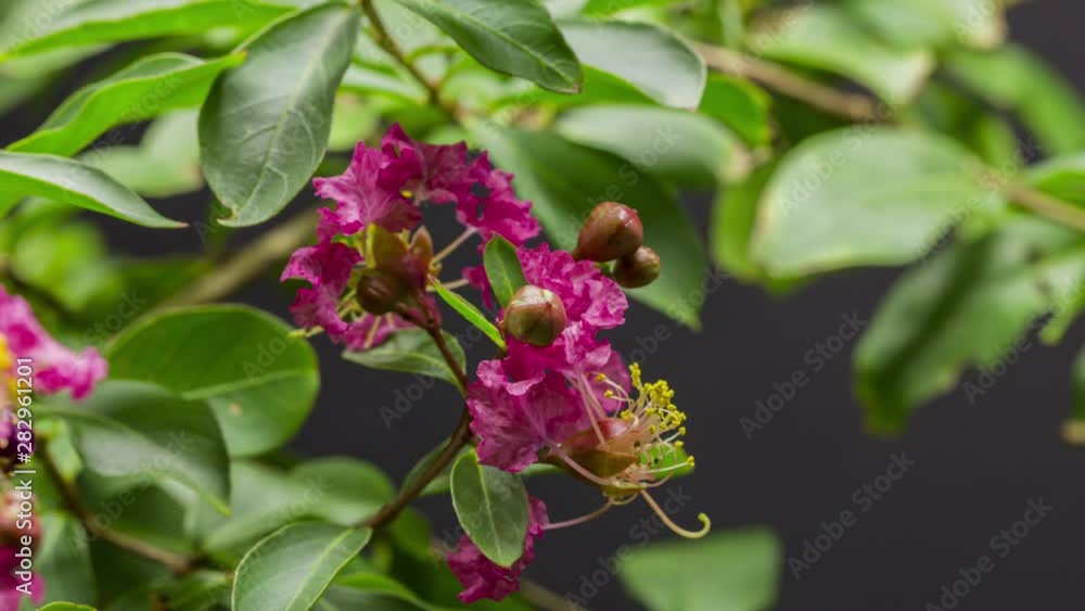 Crape Myrtle Tree Time Lapse Flower Blooming Crape Myrtle Tree Time Lapse Flower Blooming