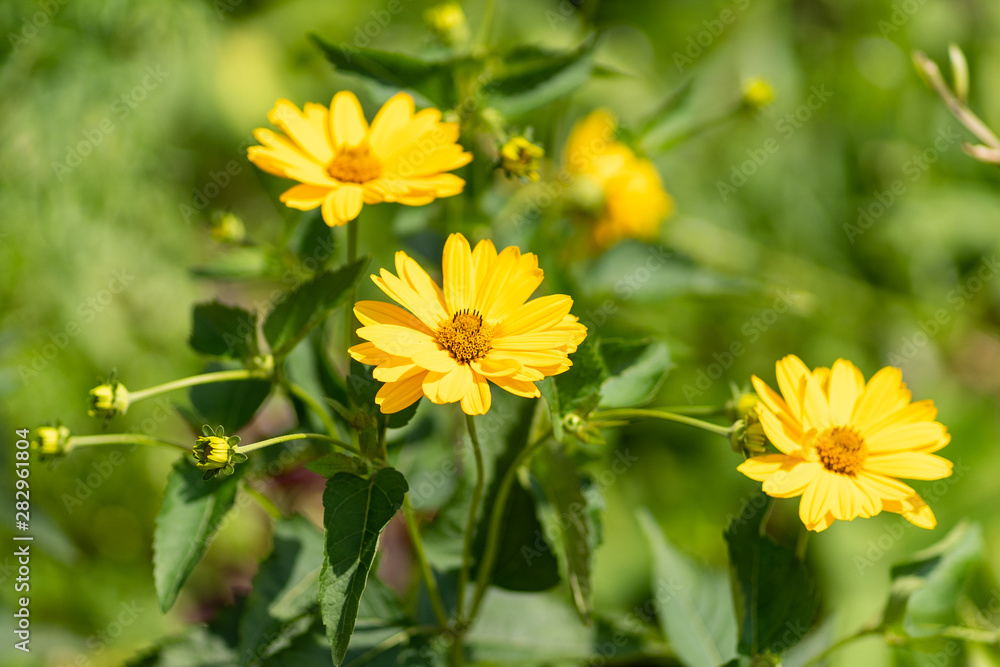 Obraz premium Nature background. Photo of yellow marigold flowers view