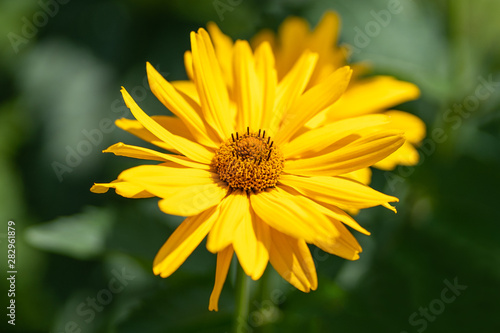 Nature background. Yellow marigold flower close up