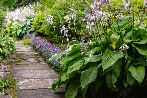 Fotografi Hosta Plant in garden