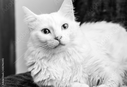 Retrato em preto e branco de um gato branco © alezini