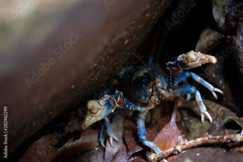 Wild blue Lamington crayfish hiding under a rock