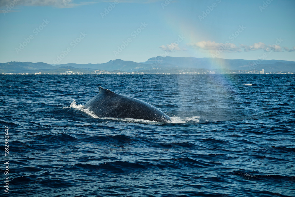 Fototapeta premium Whale swimming on the humpback highway