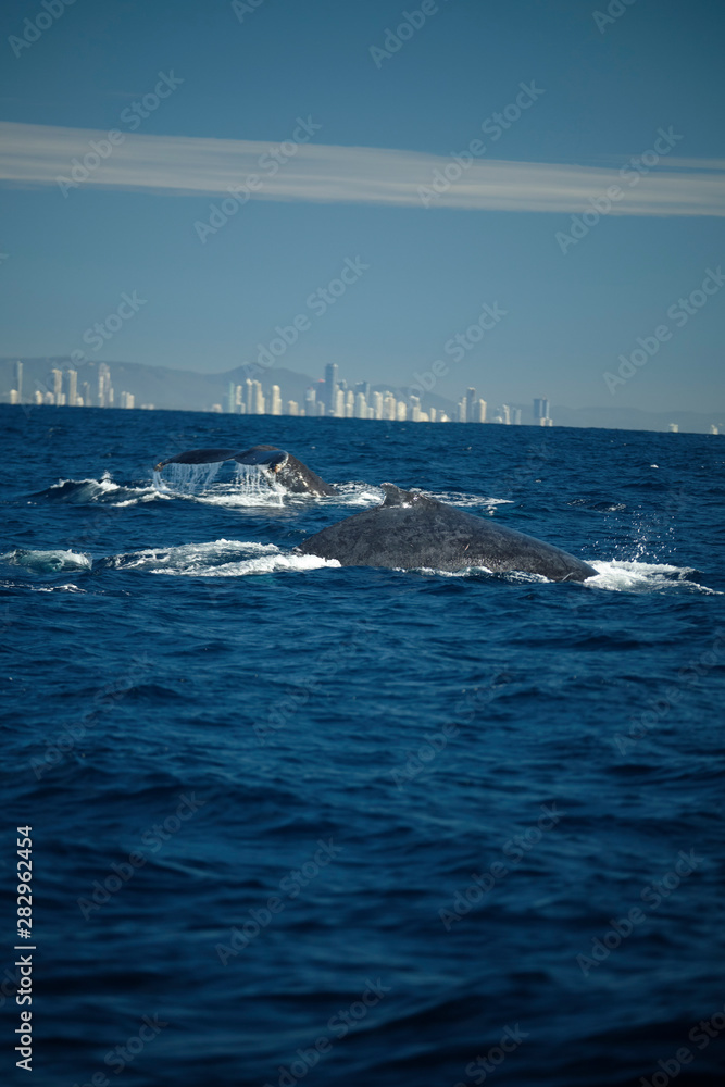 Whale swimming on the humpback highway Whale swimming on the humpback highway
