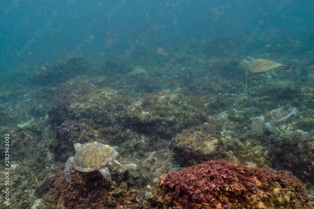 Fototapeta premium Green sea turtle swimming through water over coral reef