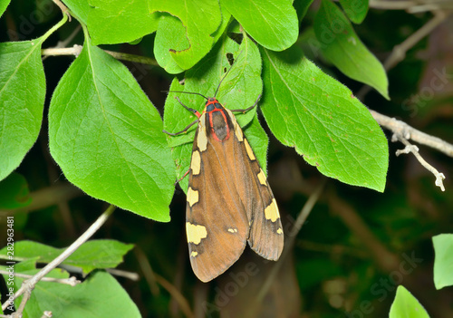 Butterfly tiger-moth (Pericallia matronula) 6 photo