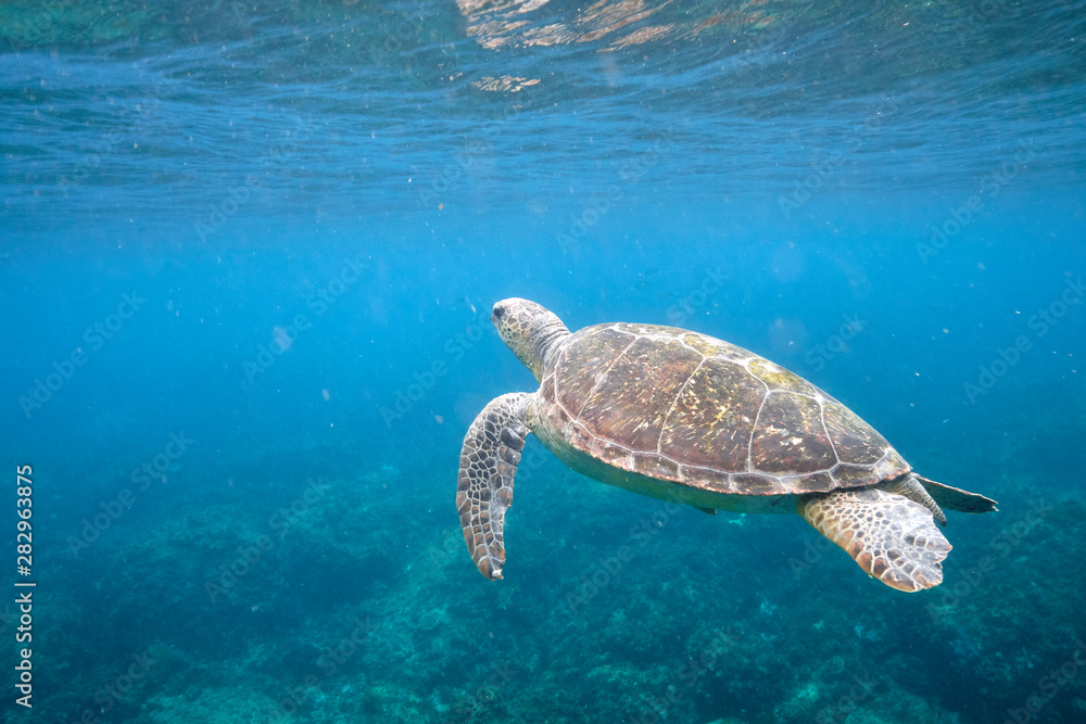 Fototapeta premium Green sea turtle swimming in warm tropical Pacific Ocean waters over a coral reef