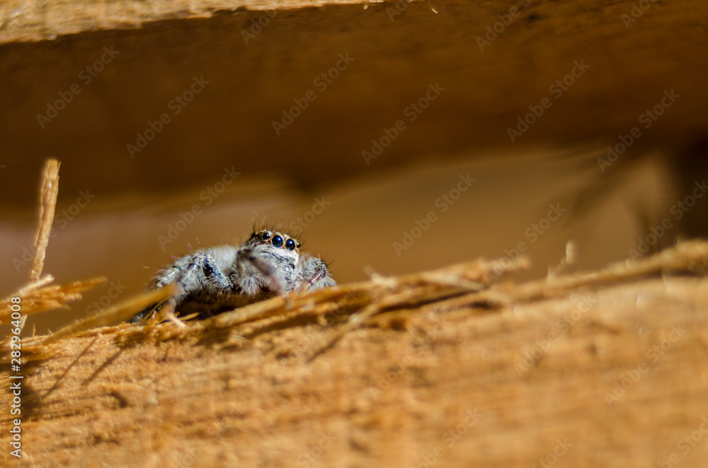 Obraz premium Small spider on wood - close up