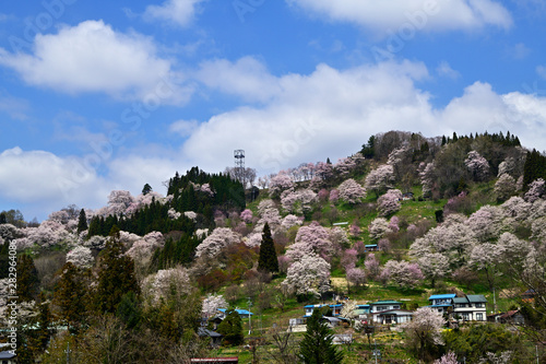桜咲く春の山の風景 © benisidarezakura