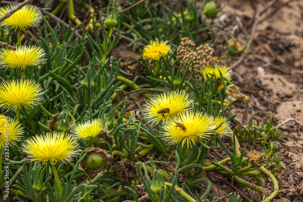Yellow Wild Flowers Close Up, Succulent. Hardy Yellow Ice Plant in Blossom. Yellow Wild Flowers Close Up, Succulent. Hardy Yellow Ice Plant in Blossom.
