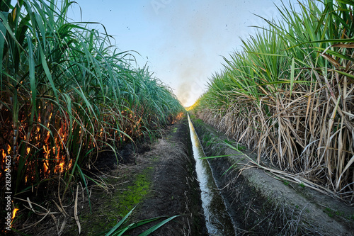 Sugar cane fire burning in field with farmers in regional Australia