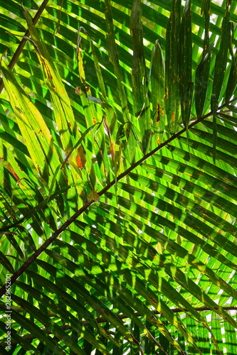 Closeup of palm tree leaf with sun flare and bright green colour