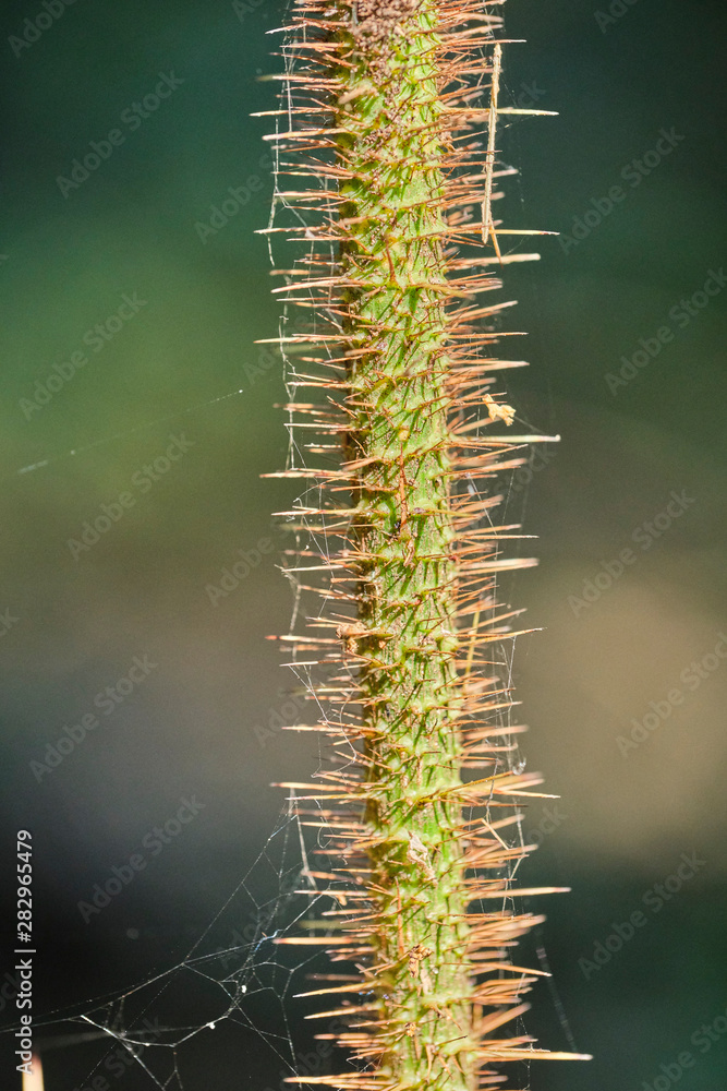 Spiky plant on national park rainforest with spider webs