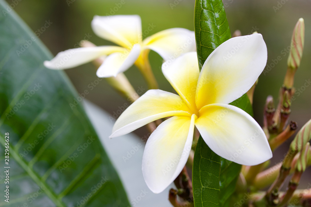 Close up view of a beautiful white frangipani (plumeria) flower blooming outdoors