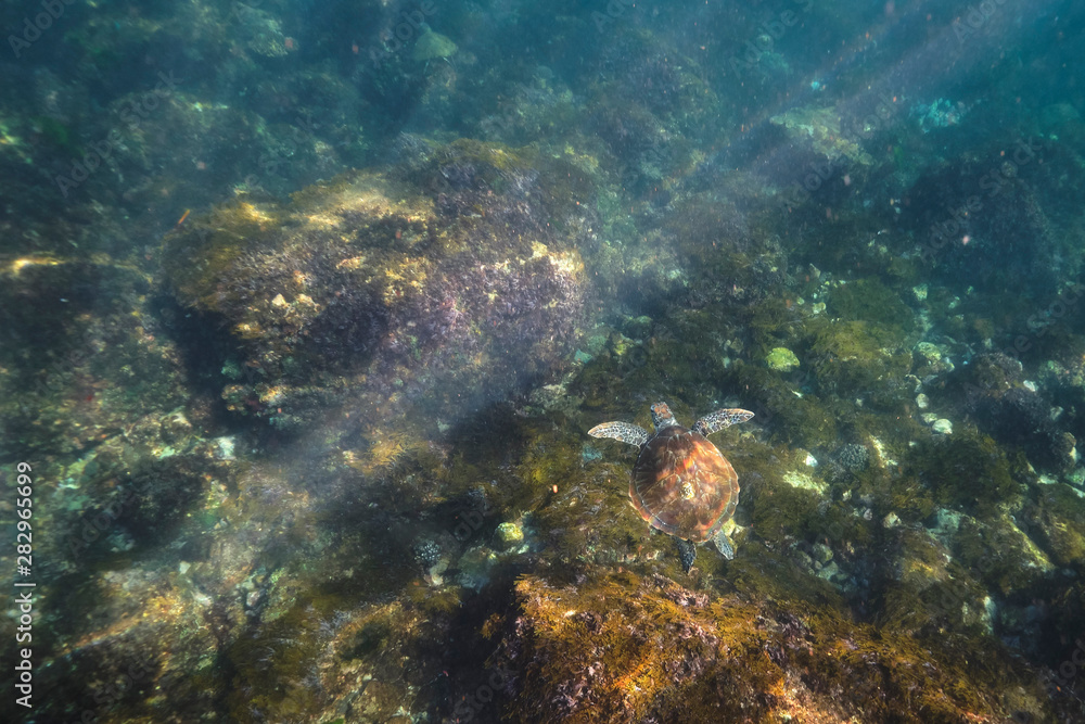 Fototapeta premium Green sea turtle swimming in warm tropical Pacific Ocean waters over a coral reef