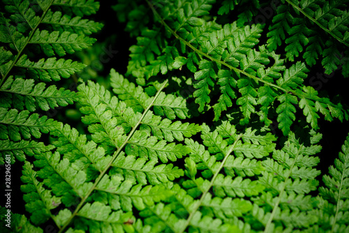 Macro of ferns in national park rainforest
