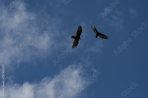 2 birds of prey circling together looking for food. soaring on a blue sky.