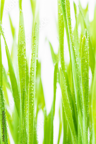 Close up blades of green grass with raindrop