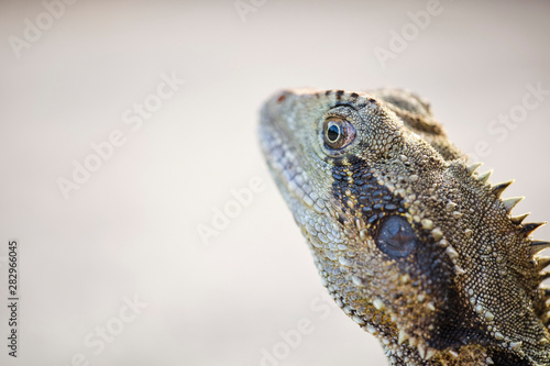 Macro of wild bearded water dragon face in Queensland Australia