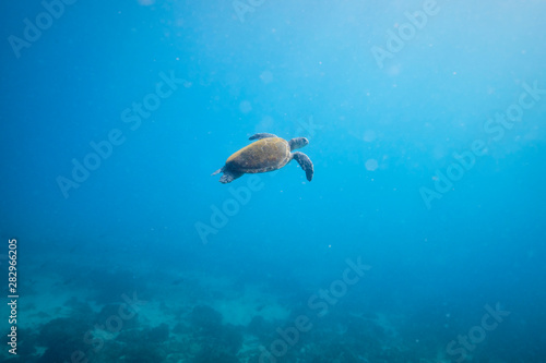 Green sea turtle on the ocean floor among coral © Orion Media Group