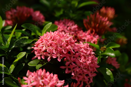 Pink beauty on sunny day