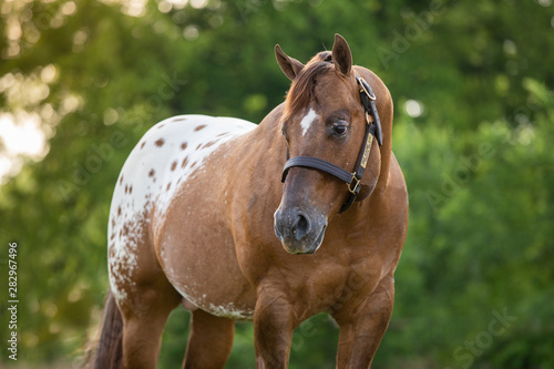 Appaloosa Stallion