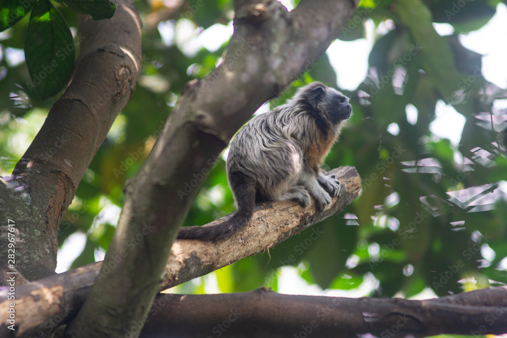 Mono Titi en arbol, Colombia Mono Titi en arbol, Colombia