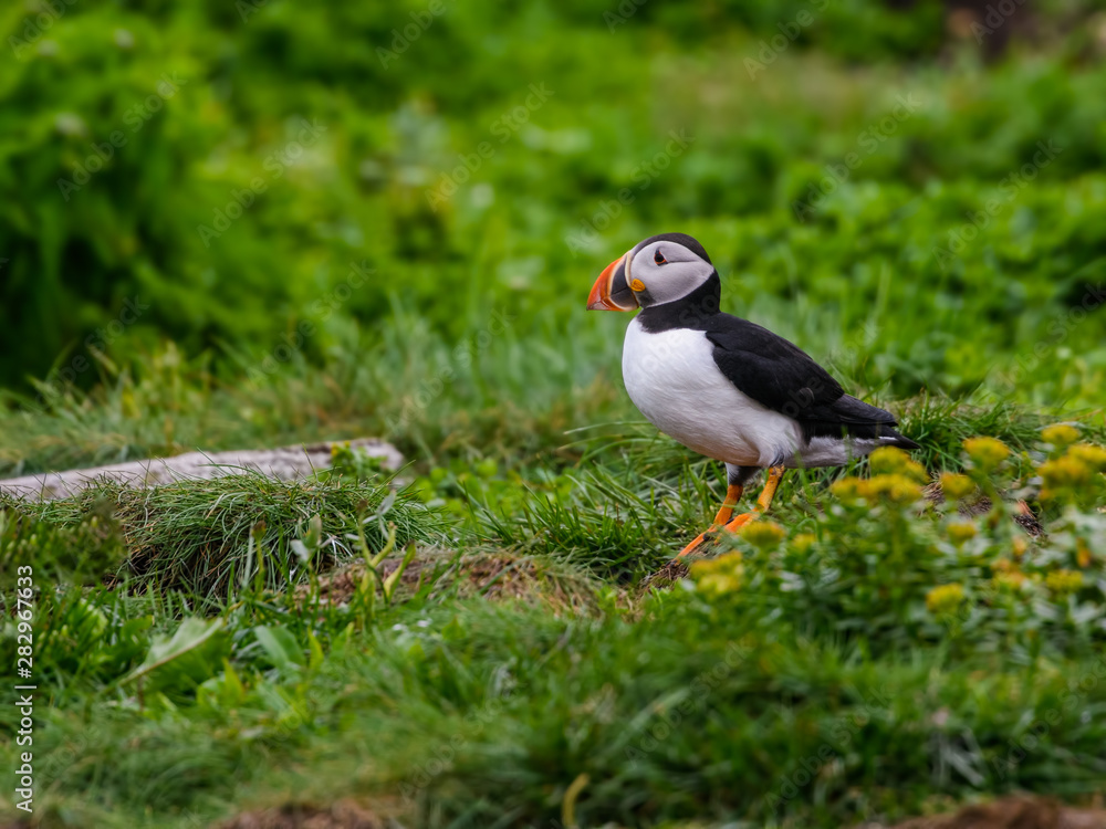 Atlantic Puffin Resting on the Nesting Site of the Cliff Atlantic Puffin Resting on the Nesting Site of the Cliff