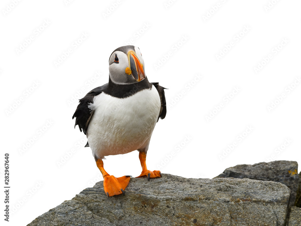 Fototapeta premium Atlantic Puffin on White Background, Isolated Portrait