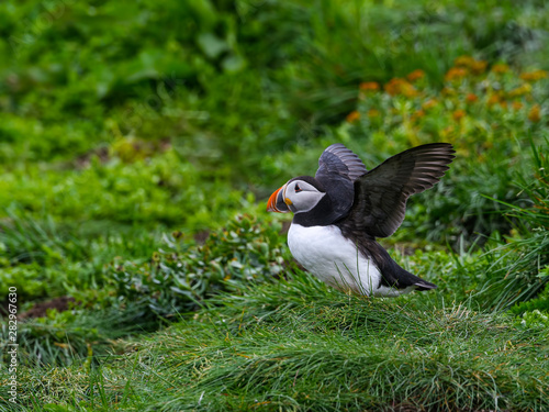 Atlantic Puffin with Open Wings Standing on the Nesting Site of the Cliff © FotoRequest