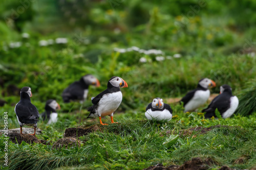 Group of Atlantic Puffins Resting on the Nesting Site on the Cliff