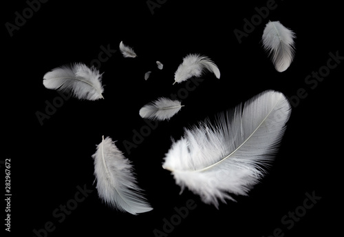 abstract, white feathers bird floating in the dark