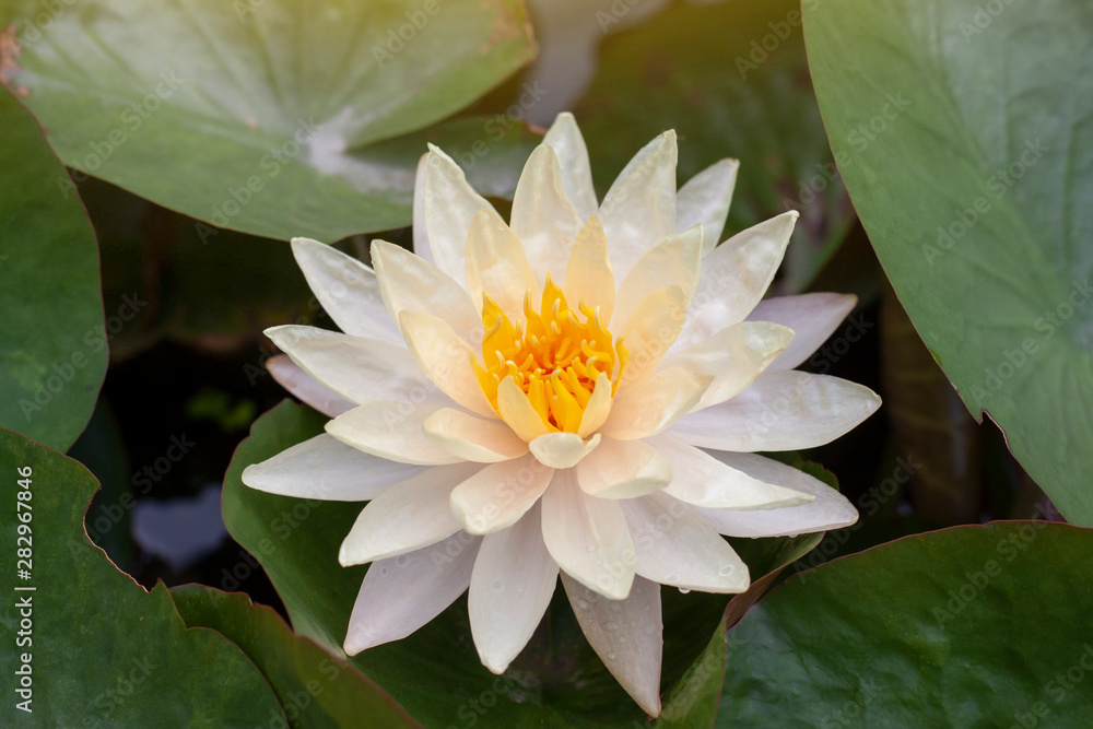 Beautiful yellow lotus or water lily flower bloom in pond with sunlight. Beautiful yellow lotus or water lily flower bloom in pond with sunlight.