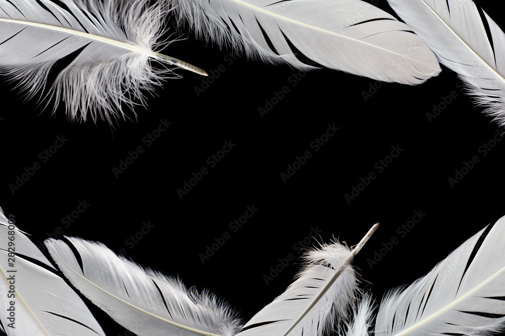 Obraz premium white feathers on black background with copy space