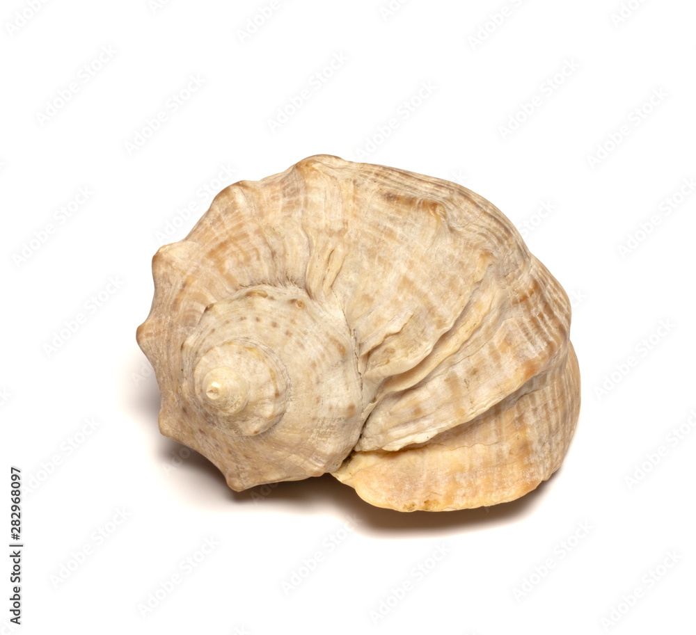  sea ​​shell lies on a white background