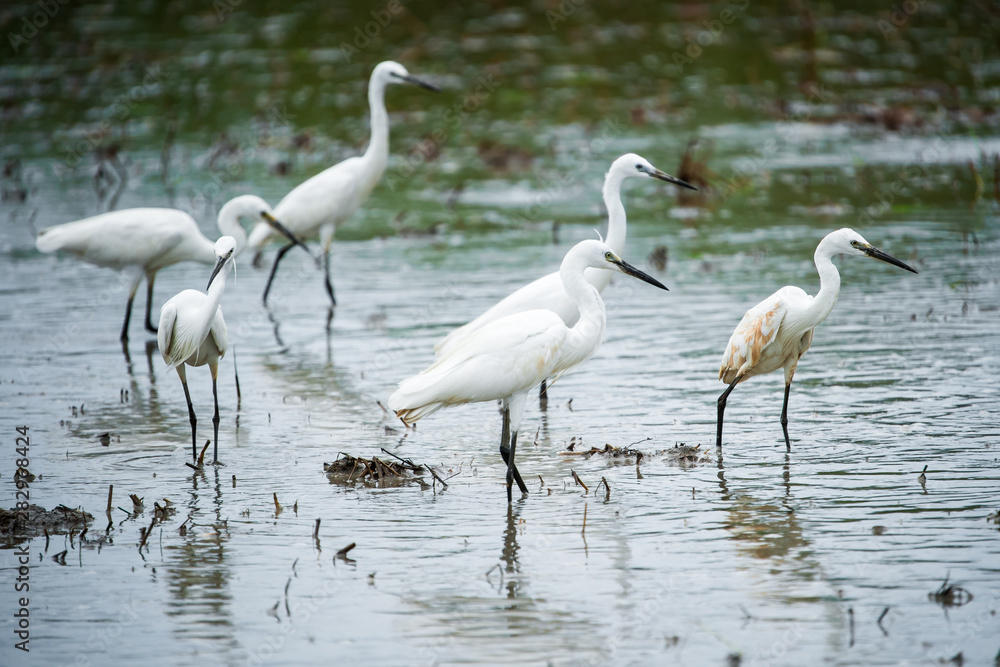 Obraz premium White Heron, Bittern,or Egret walking in the fields in Thailand.shallow focus effect.