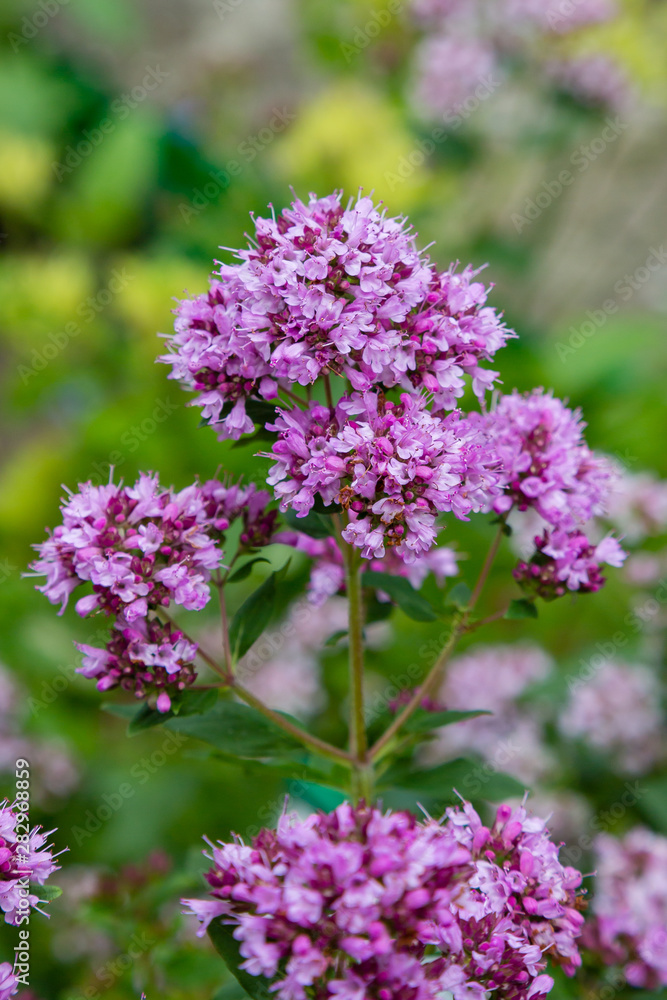 Origanum (oregano) vulgare in garden. Flowers of origanum vulgare in natural background. Origanum (oregano) vulgare in garden. Flowers of origanum vulgare in natural background.
