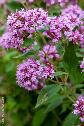 Origanum  oregano  vulgare in garden. Flowers of origanum vulgare in natural background.