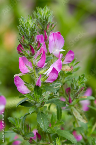 Field Restharrow  Ononis arvensis in garden. Bee on Flower of ononis arvensis. Cultivation of medicinal plants in the garden.