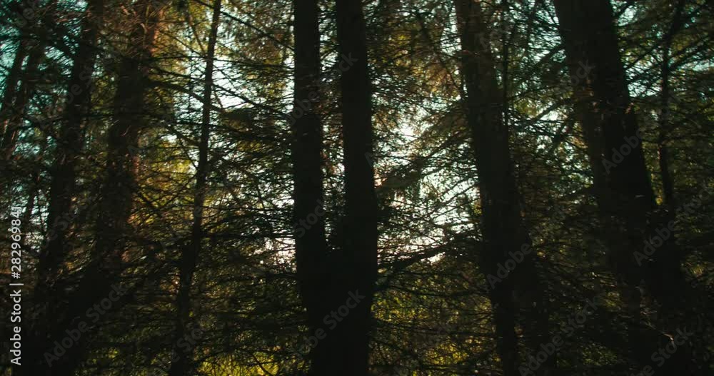 Forrest and trees through the car window Forrest and trees through the car window