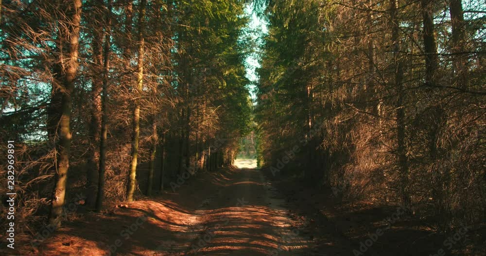 Alley In The Forrest  dolly shot slow motion