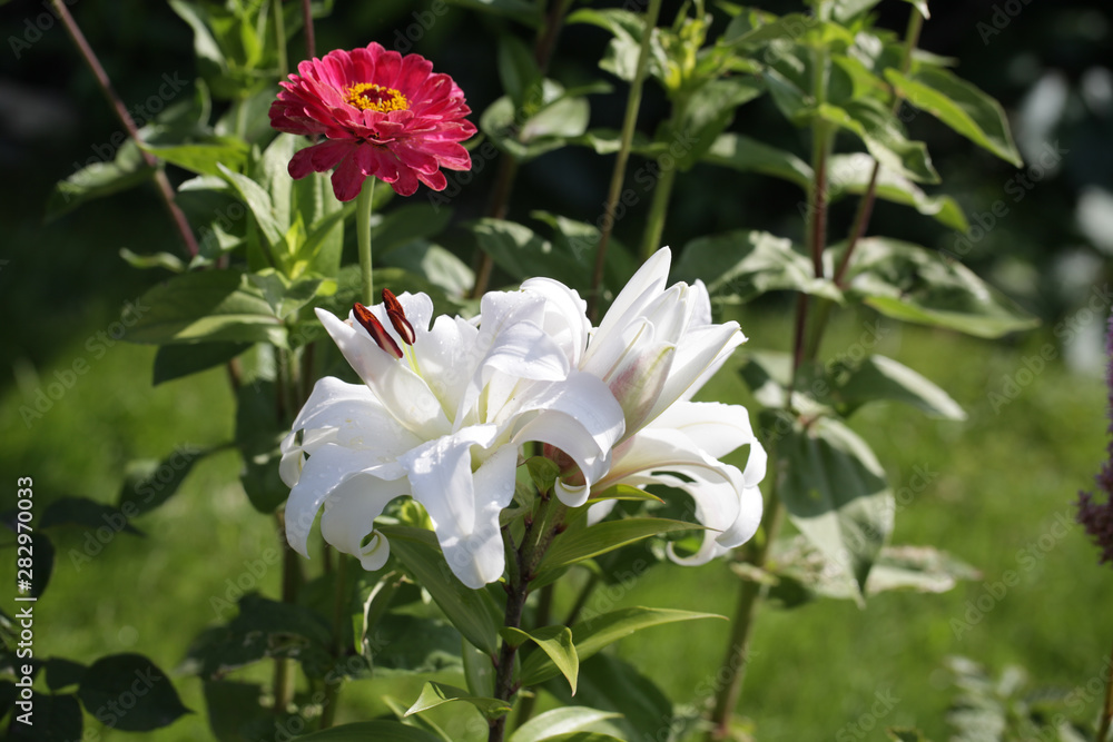 Flowering lily in the garden in the summer. Natural blurred background.Drops of morning dew on rose petals. Flowering lily in the garden in the summer. Natural blurred background.Drops of morning dew on rose petals.