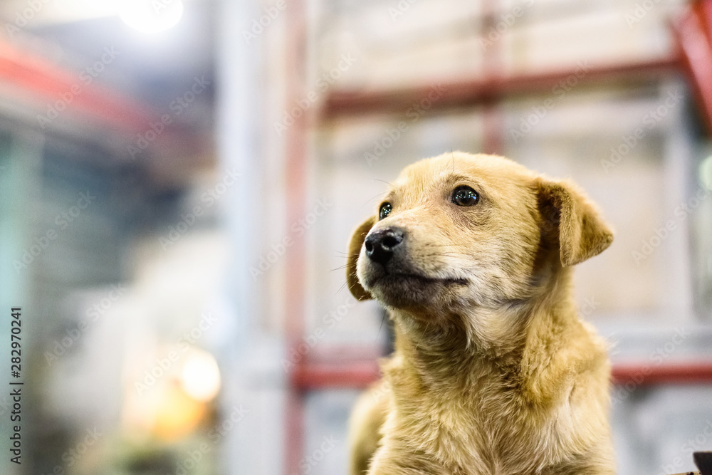 Portrait of a very sad dog. Photographed close-up. Portrait of a very sad dog. Photographed close-up.